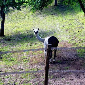Oh putain ! un lama !