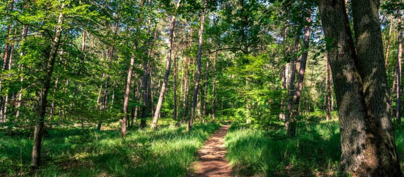 Où courir en forêt de Fontainebleau ?